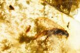 Polished Colombian Copal ( g) - Contains Spiders! #355430-1